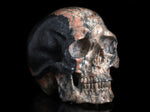 Small Acasta Gneiss Skull