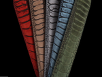 Suede Ostrich Leg Belts *NEW*